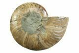Cut & Polished Ammonite Fossil (Half) - Madagascar #354136-1